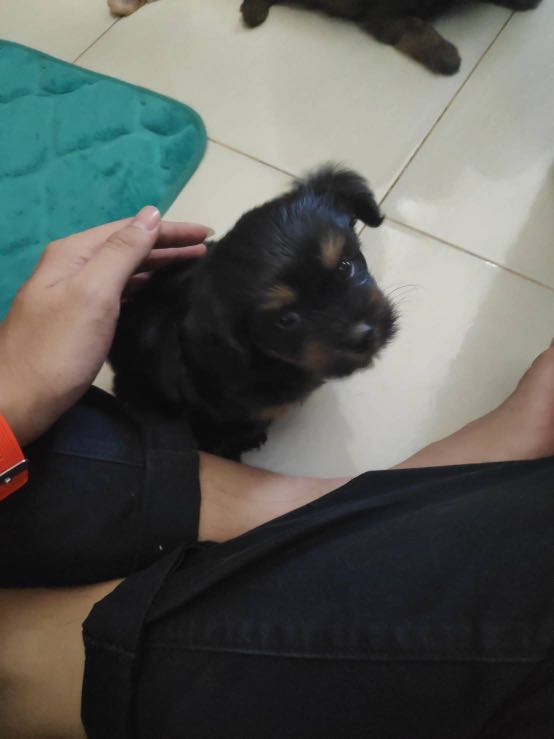 Anjing shih shop tzu mix pom