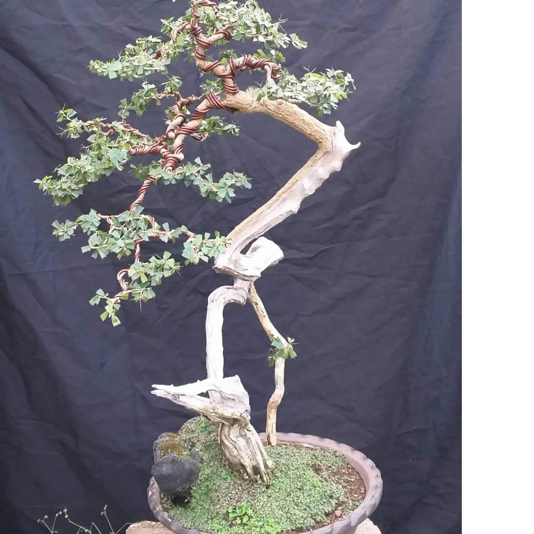 Bonsai Blue Bell Furniture Home Living Gardening Plants Seeds On Carousell