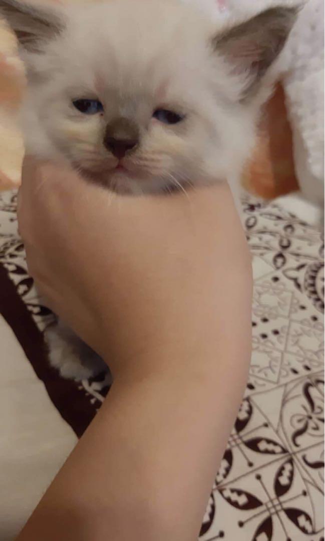 Himalayan X Persian Everything Else Others On Carousell