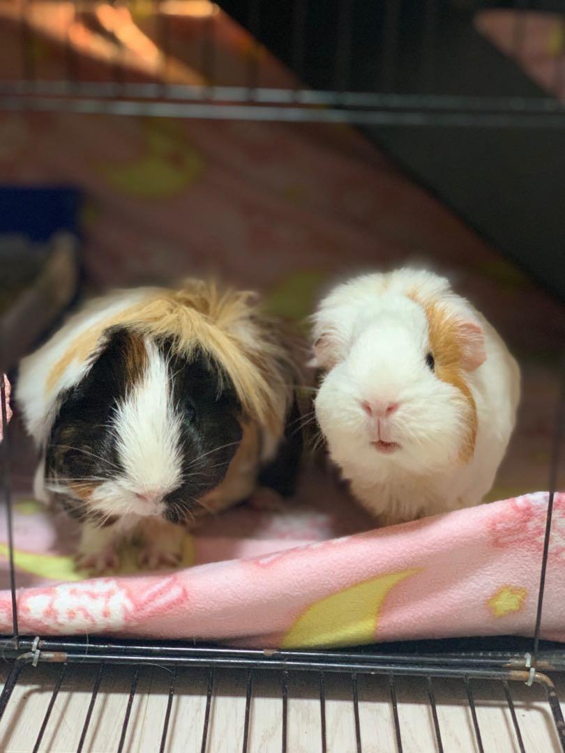 Not For Sales Looking For Guinea Pig Boarding Bulletin Board Looking For On Carousell
