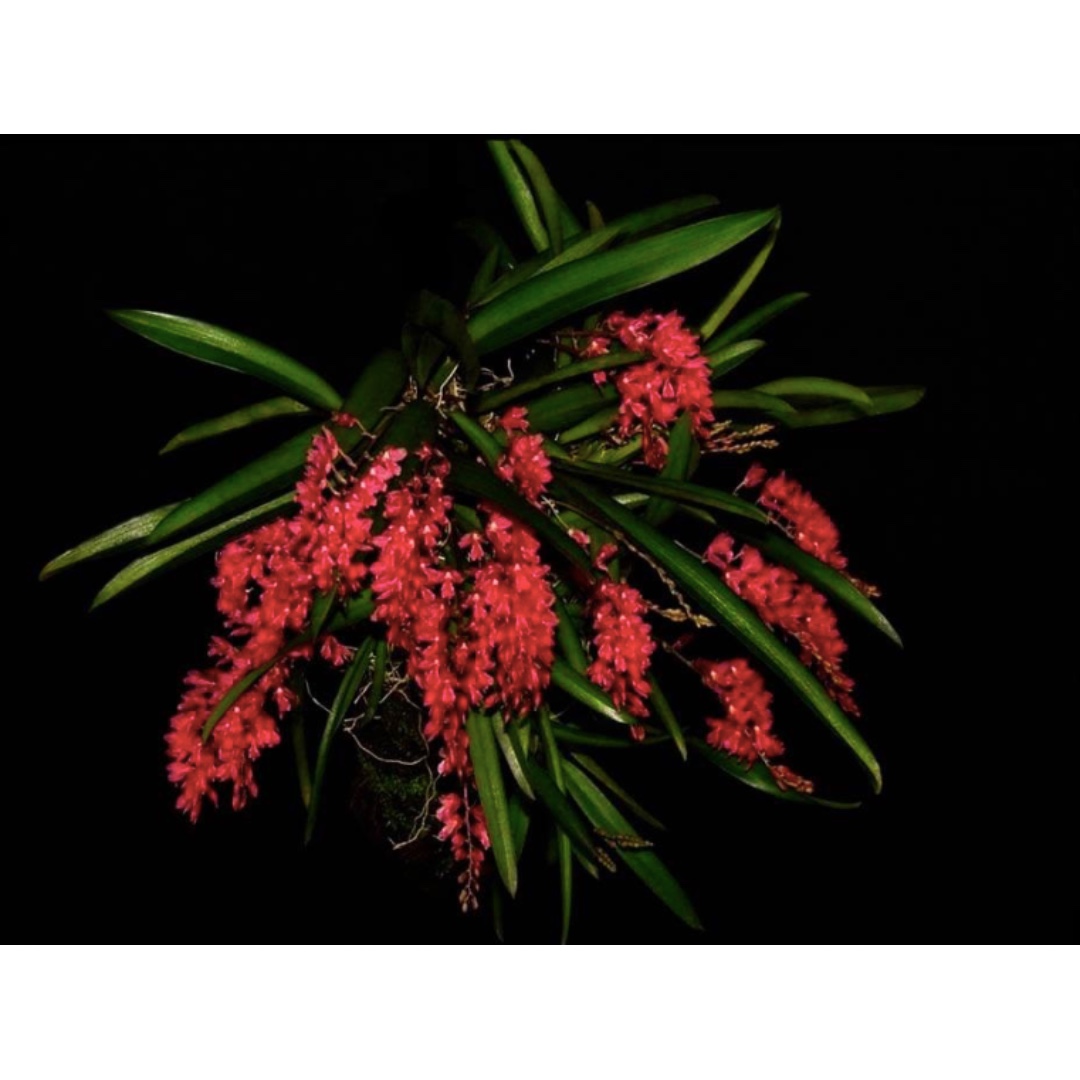 Rodriguezia Lanceolata Miniature Orchid Gardening Plants On Carousell