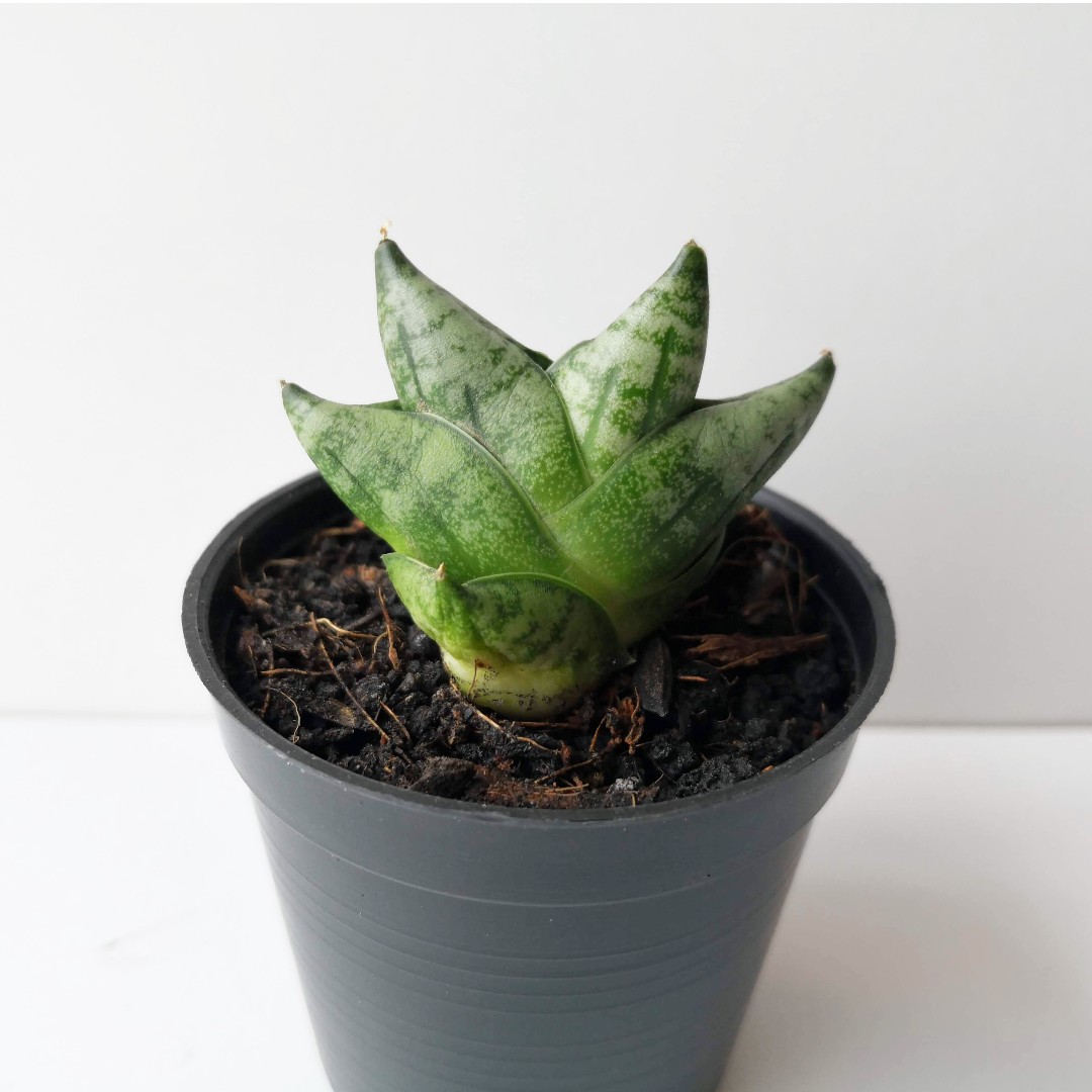 Sansevieria Cylindrica Boncel Tula Plants Design