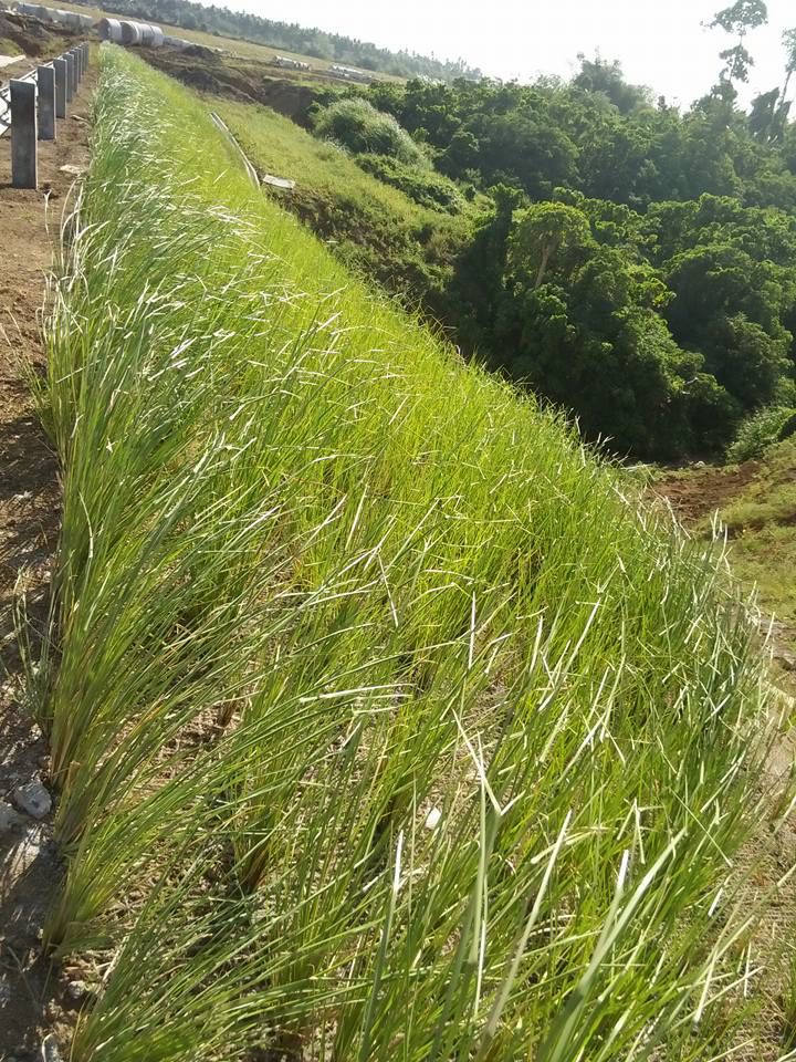 Vetiver grass for sale, Everything Else, Others on Carousell