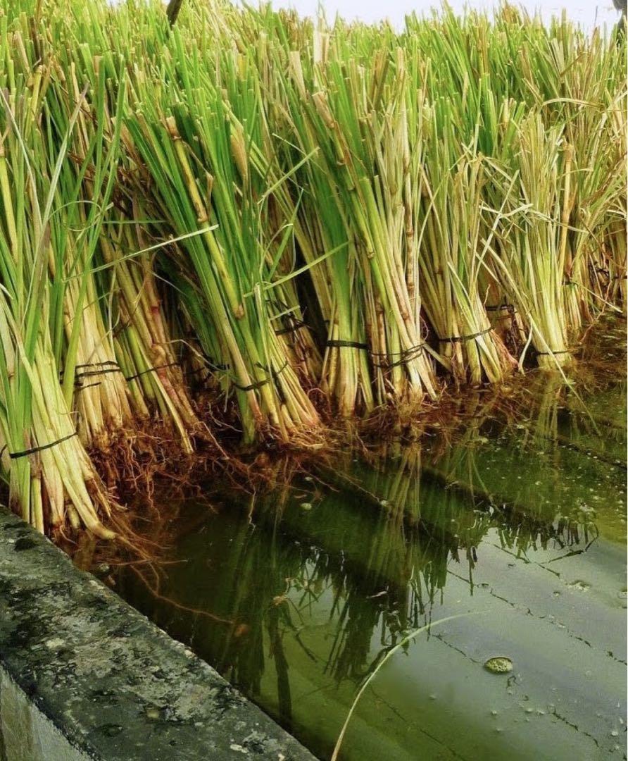Vetiver grass for soil erosion control|coconet|coco net, Everything ...