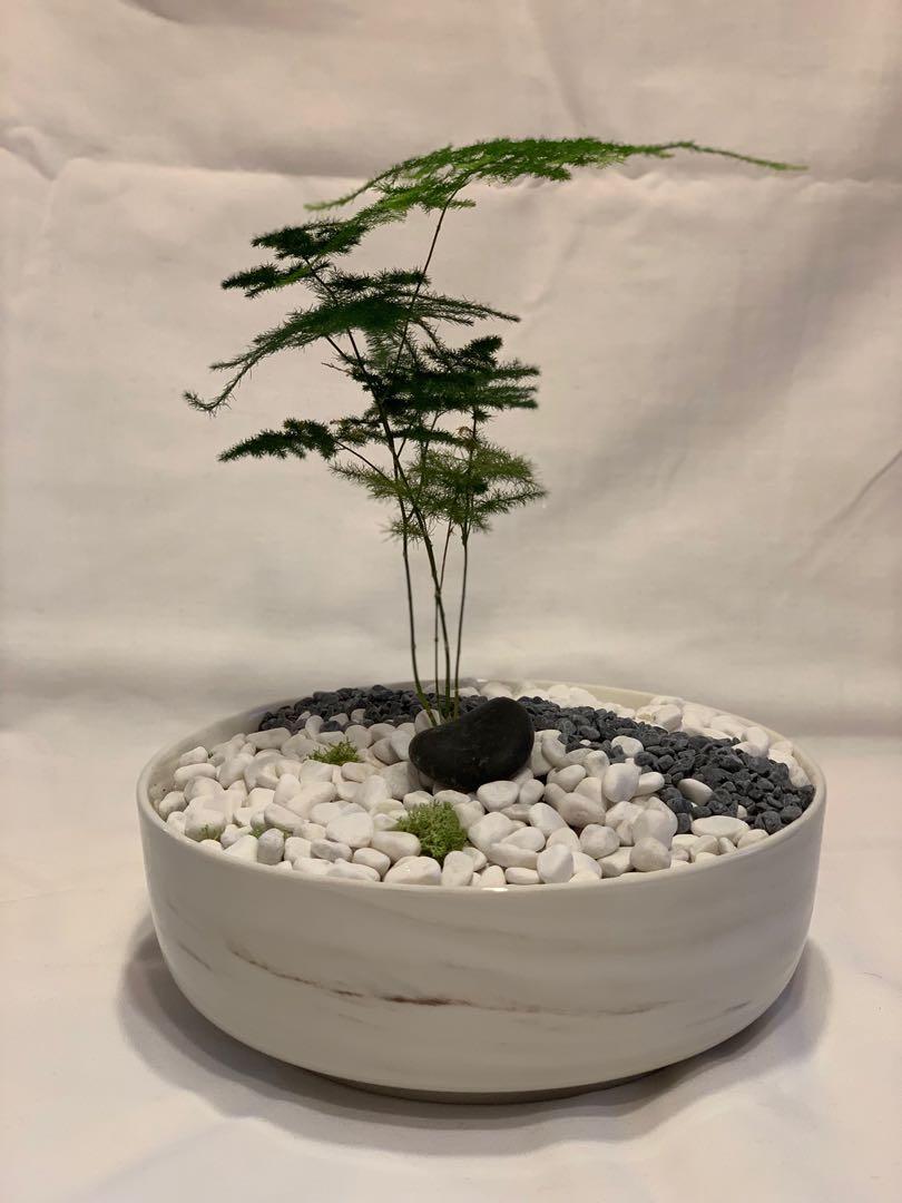 Zen Garden Bonsai Gardening Plants On Carousell