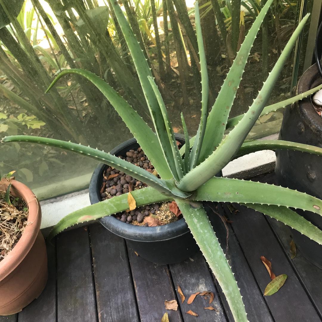 Aloe Vera Plant Gardening Plants On Carousell