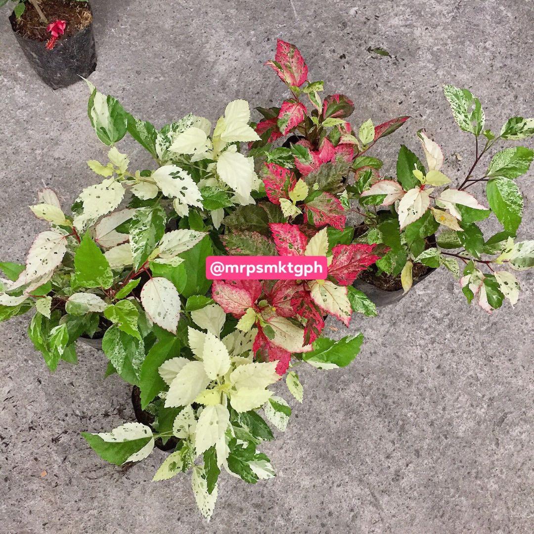 Variegated Gumamela Gardening Flowers Plants On Carousell