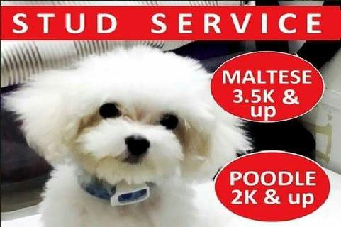 Maltese Stud Service by Kings Bugoy Teacup Producer