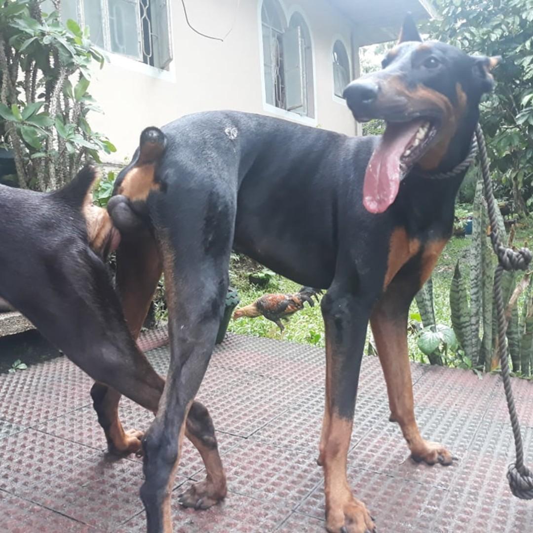 mating doberman