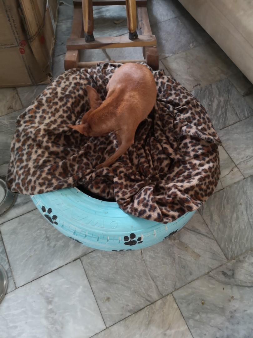 dog bed recycle dog tire free blanket pet cat accessories gift Pet Supplies Homes Other Pet Accessories on Carousell