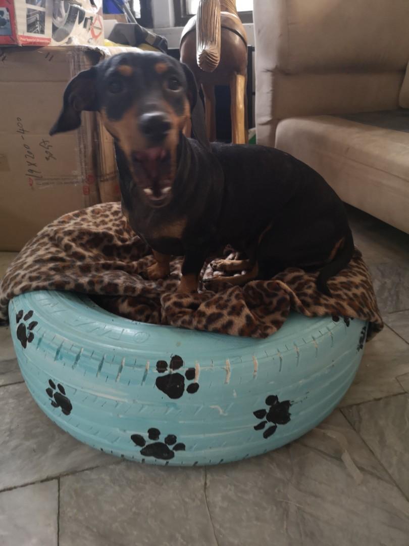 can you recycle dog beds