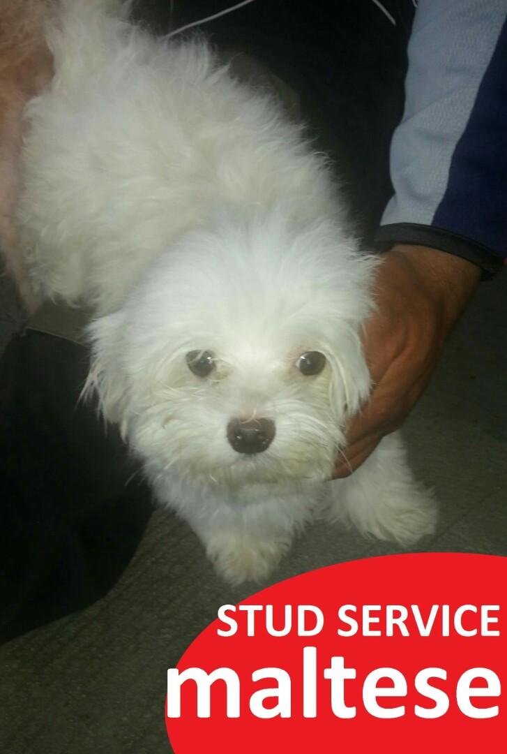 teacup maltese stud service