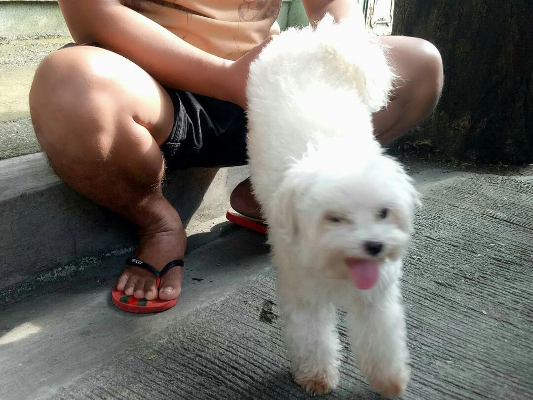 teacup maltese stud service