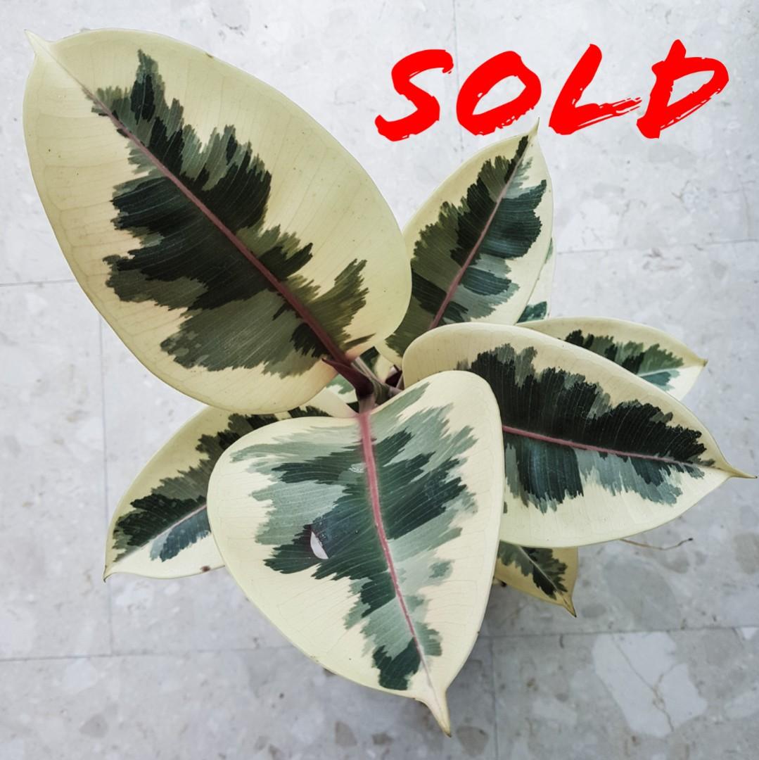 "Tineke" Rubber Tree Plant, Furniture & Home Living, Gardening, Plants