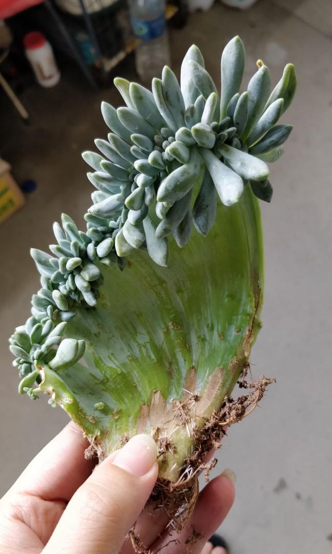 Crested Succulent Furniture Home Living Gardening Plants Seeds On Carousell