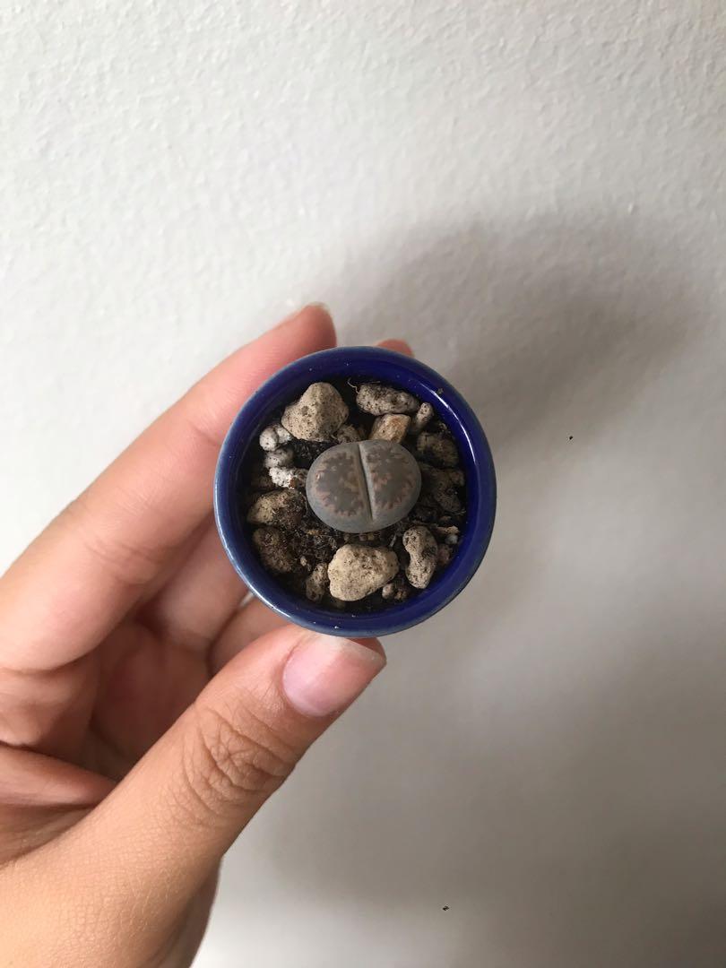 Lithop In Ceramic Pot Dark Blue Gardening Plants On Carousell