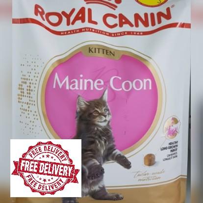 Royal Canin Maine Coon Kitten Pet Supplies For Cats Cat Food On Carousell