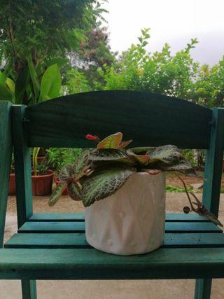 Episcia cupreata 'Pink Panther'.