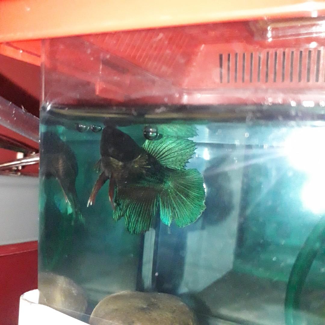 Betta Fish Ikan Laga On Carousell