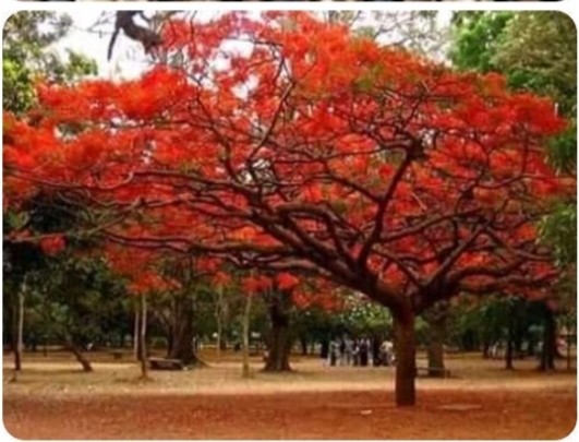 Fire Tree Seeds Gardening Feeds Supplements And Seeds On Carousell