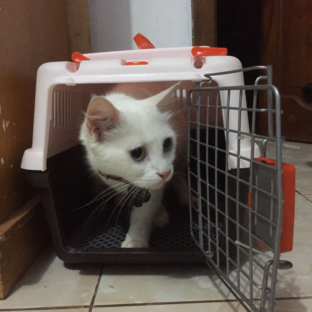 Pet Cargo / Carrier / Voyager / Transport Bag Bekas Second Preloved, Perlengkapan Hewan