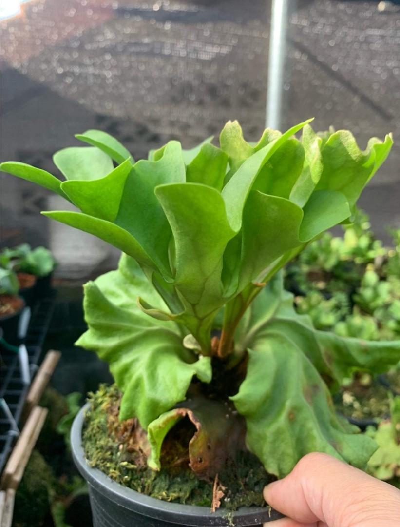 Staghorn Fern Seldom Availbale For Sale Dwarf Ridley Broad Leaf Ridleyi Gardening Plants On Carousell Staghorn Fern Seldom Availbale For Sale Dwarf Ridley Broad Leaf Ridleyi Gardening Plants On Carousell
