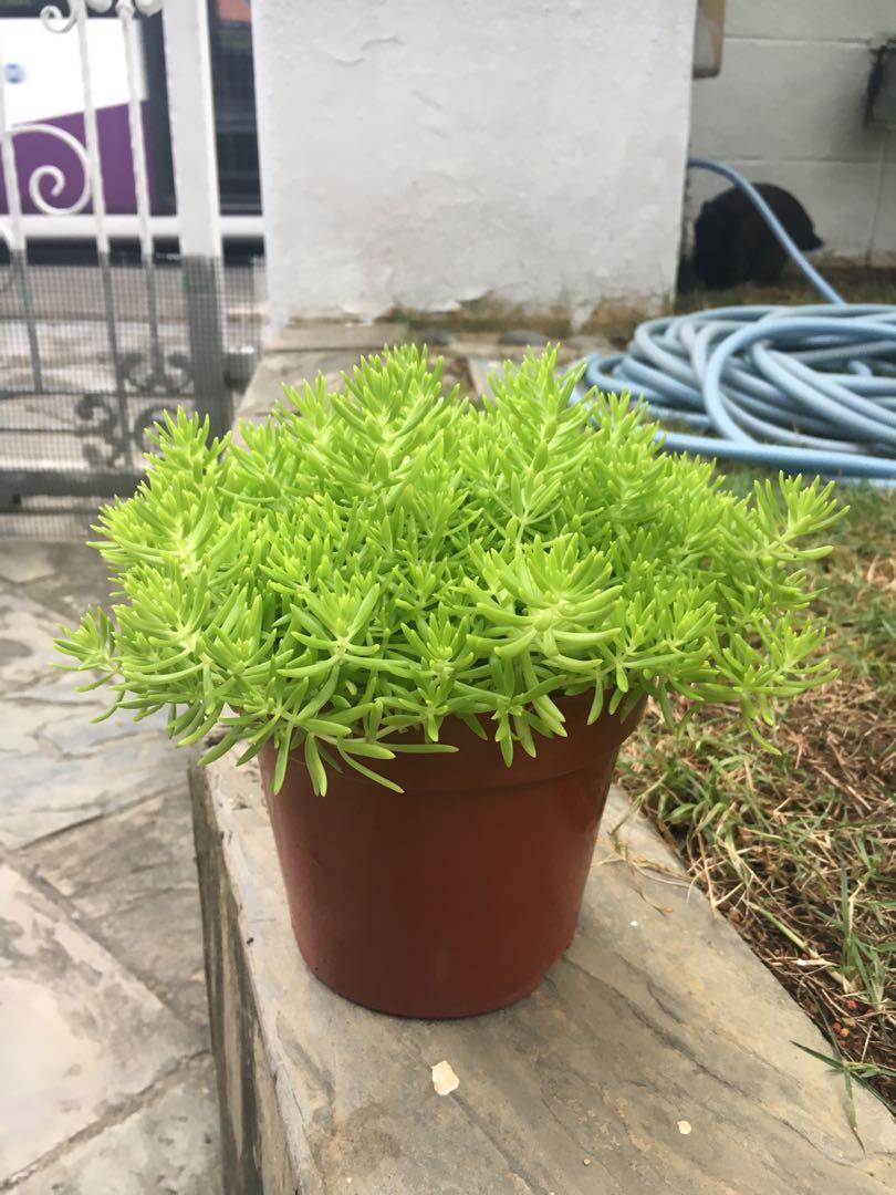 Sedum Adolphi Lime Gold World Of Succulents