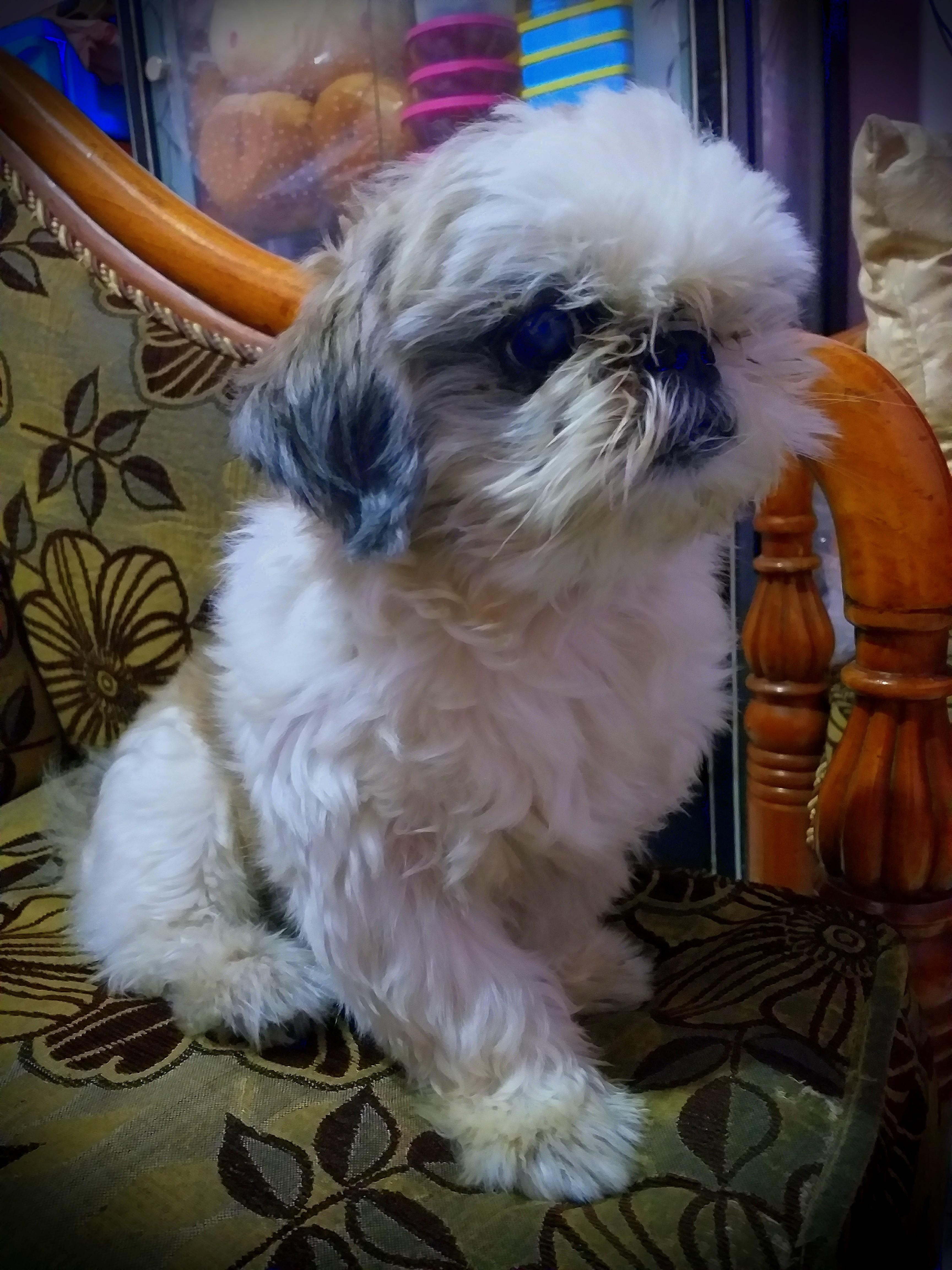 Pacak Anjing Shihtzu Gratis Pet Supplies Accessories On Carousell