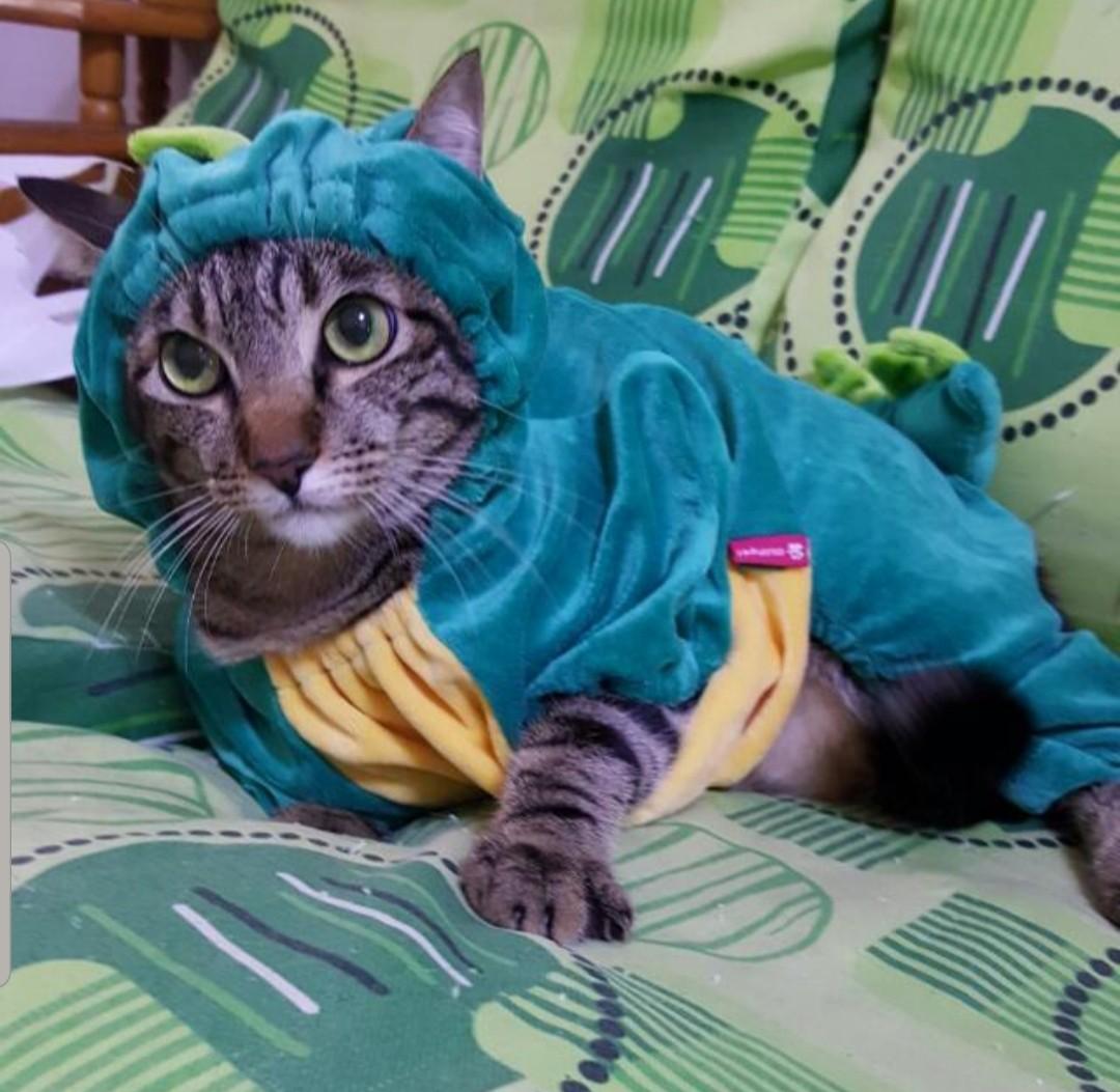 Cute Dinosaur Cat Costume Pet Supplies For Cats Cat Accessories On Carousell