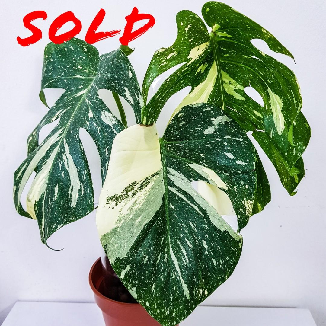 mature monstera thai constellation gardening plants on carousell