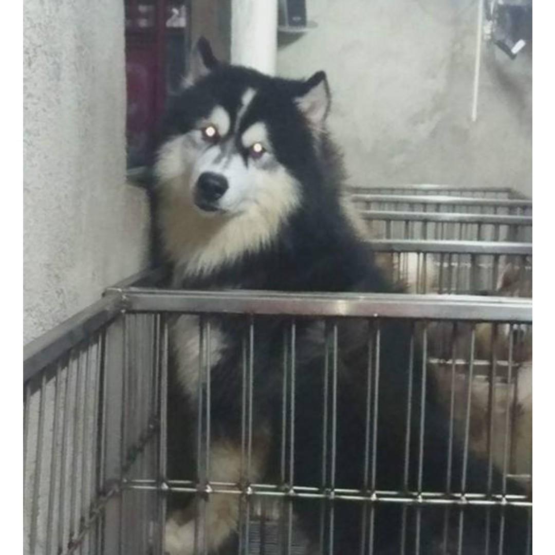 Siberian Husky Wooly Imported and Local Stud Service Home 