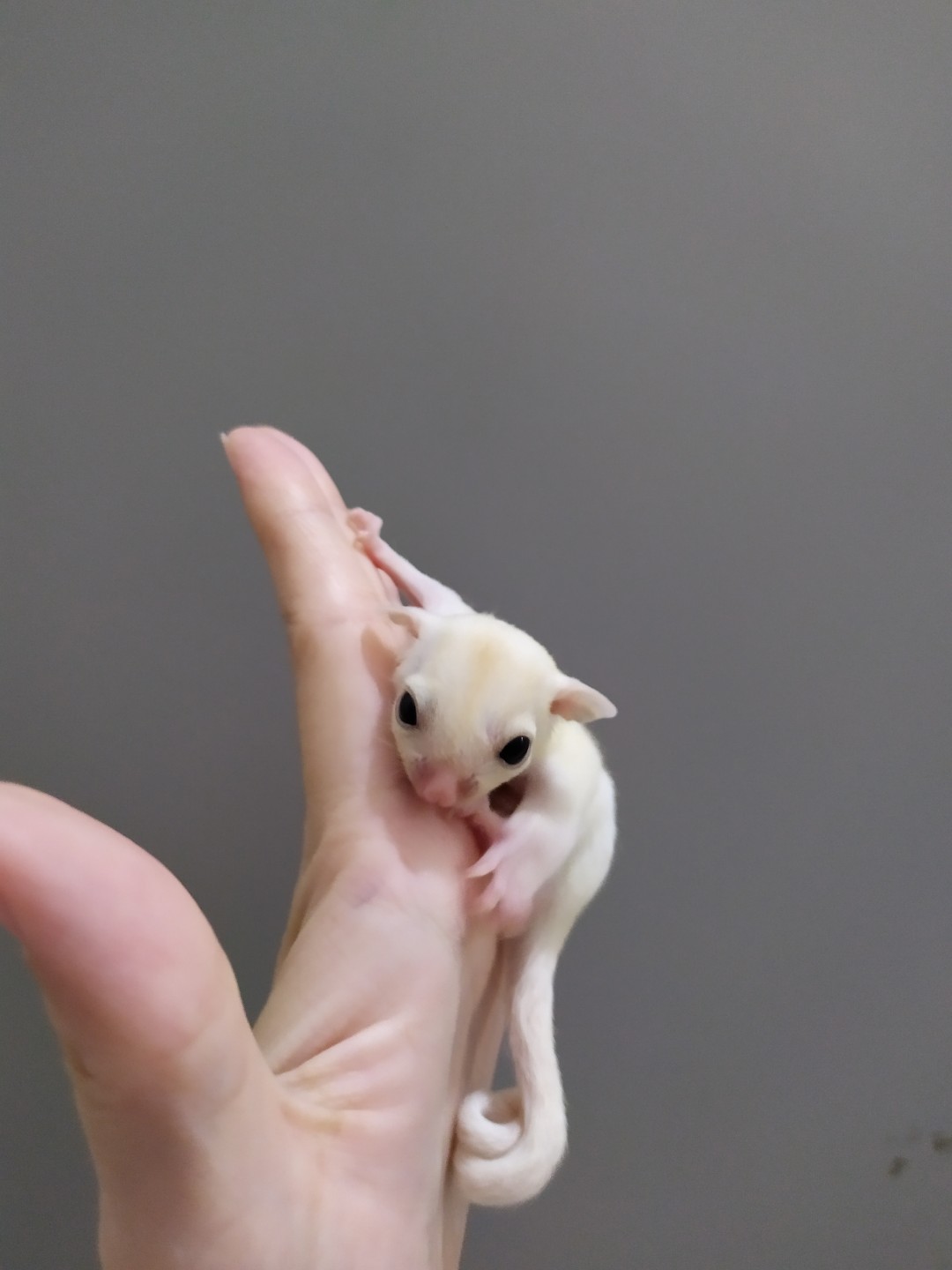 Albino Sugar Glider Betina Perlengkapan Hewan Aksesoris Hewan Di Carousell