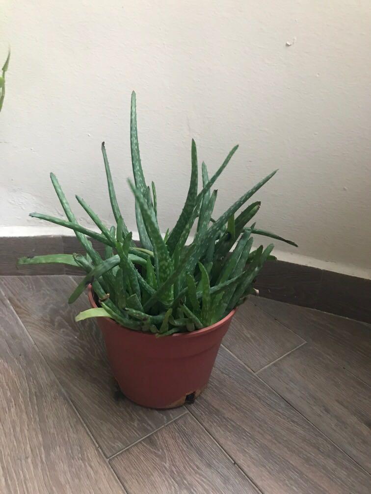 Aloe Vera Plant Gardening Plants On Carousell