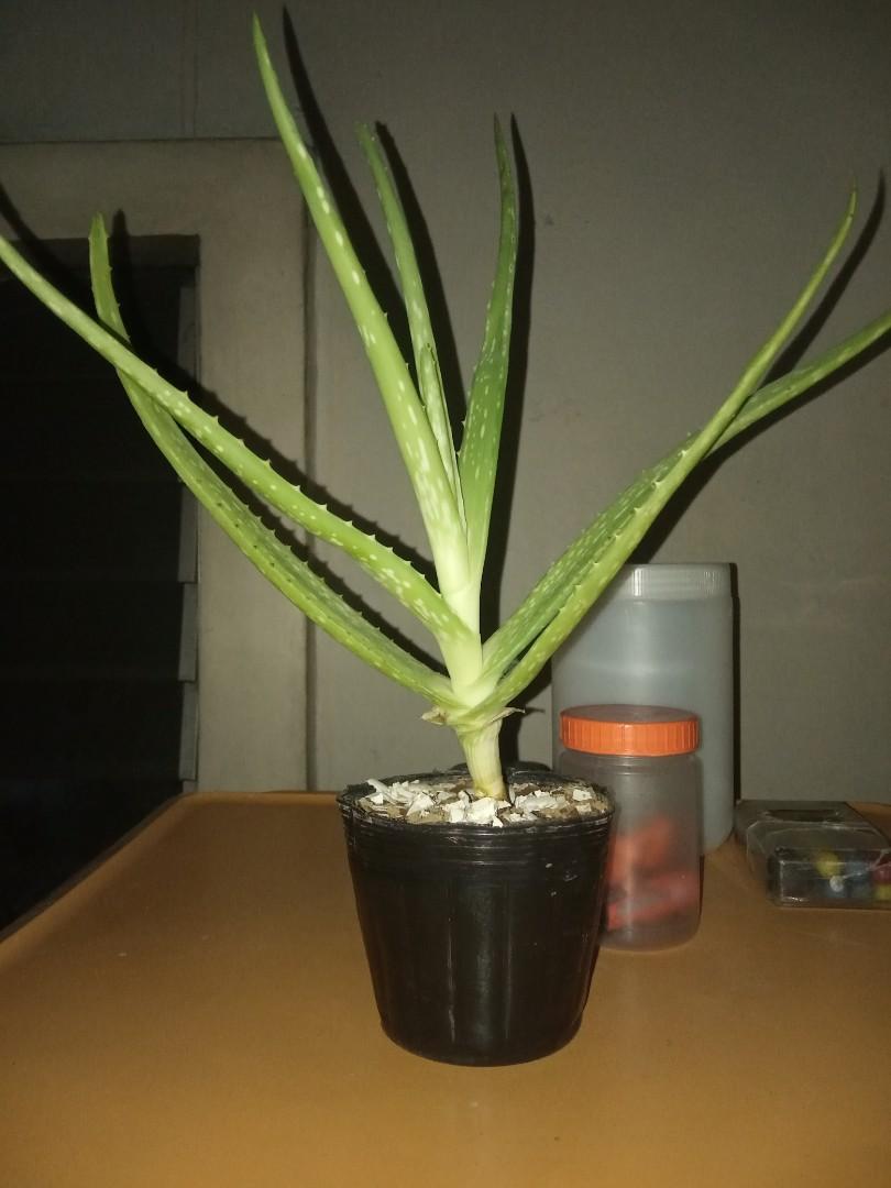 Aloe Vera Plant On Carousell