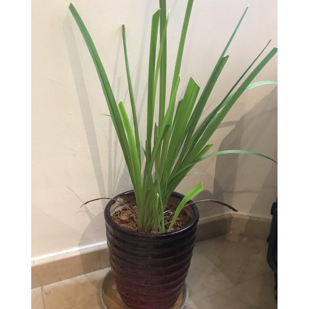 Indoor Plant With Ceramic Pot Gardening Pots Planters On Carousell
