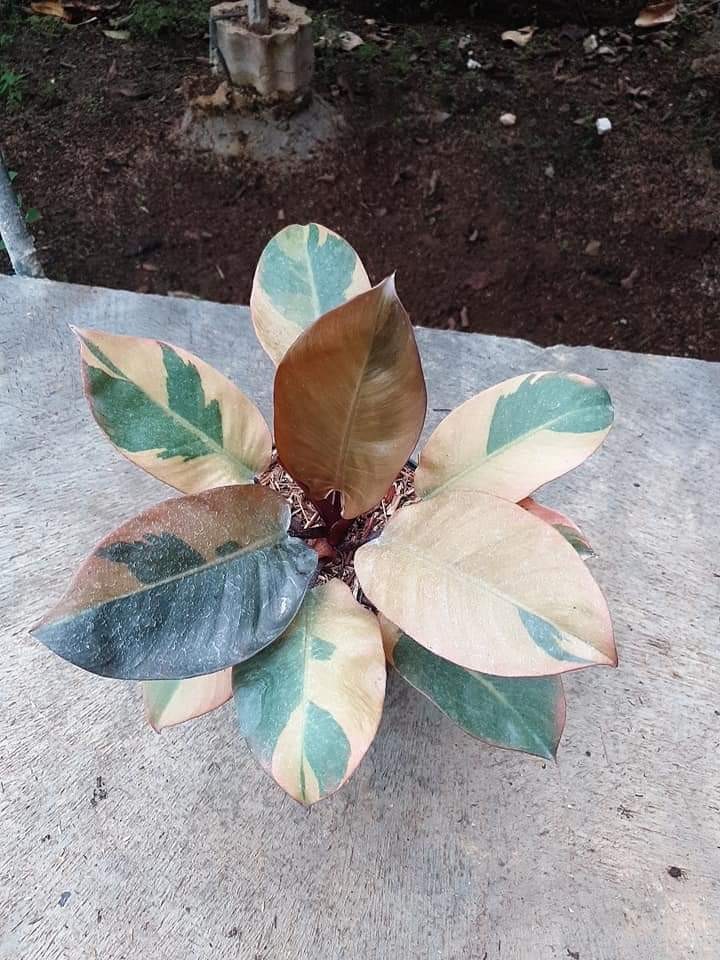 Philodendron Black Cardinal Variegata Furniture Home Living Gardening Plants Seeds On Carousell