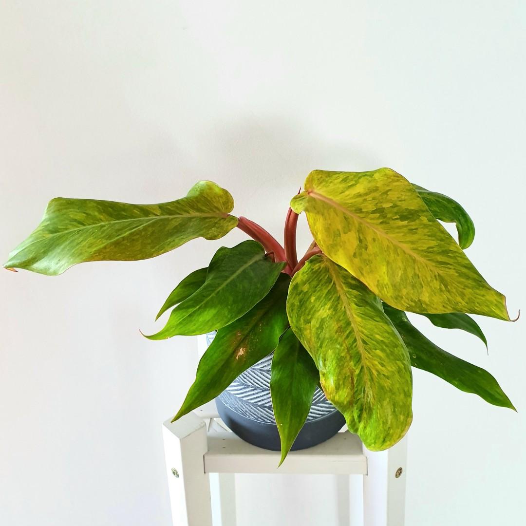Philodendron Autumn Queen Gardening Plants On Carousell