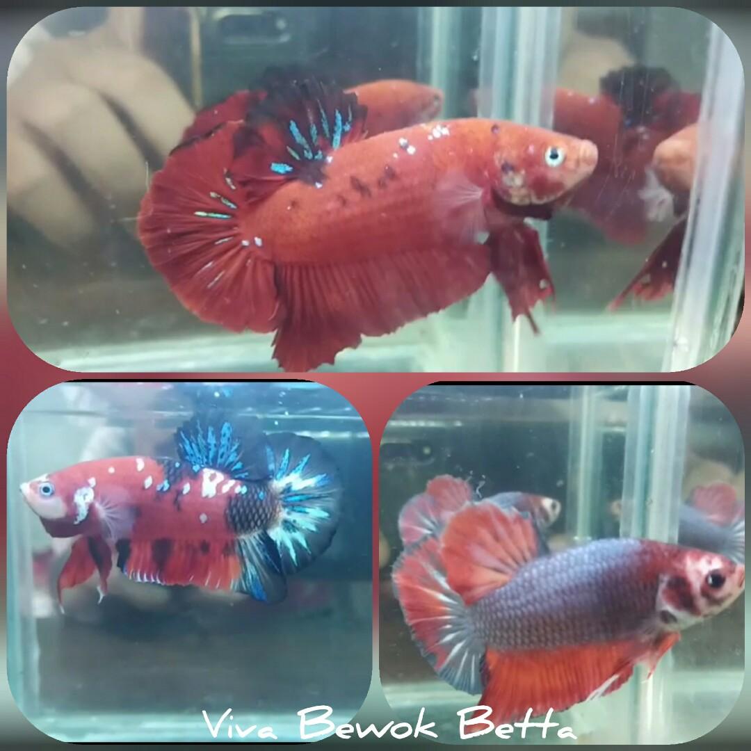 Ikan Cupang Hias Giant On Carousell