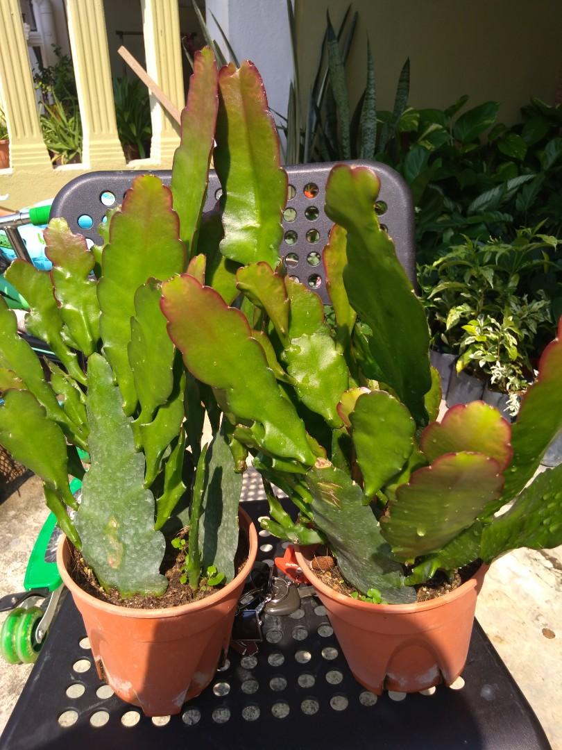 Pokok Bunga Bakawali Home Furniture Gardening On Carousell