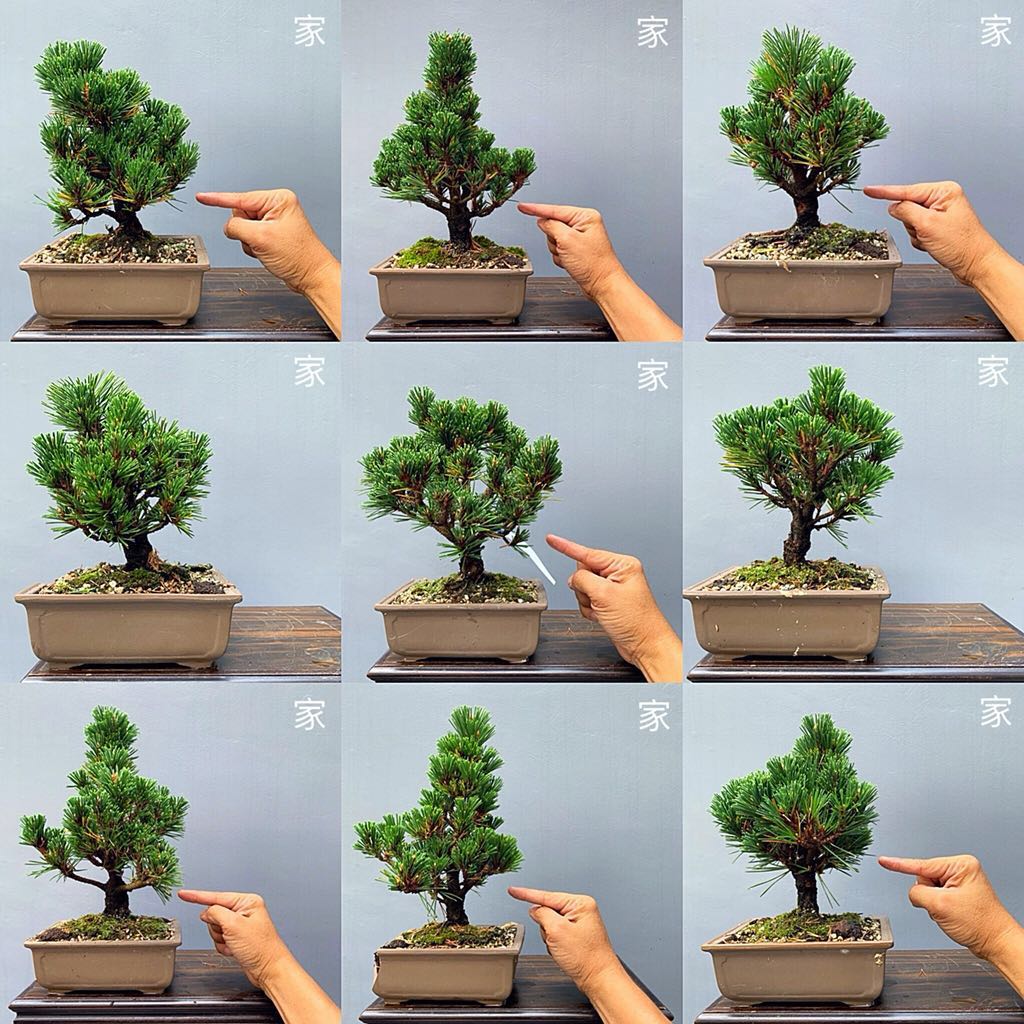 Sale Japanese Senjumaru Black Pine Bonsai Gardening Plants On Carousell
