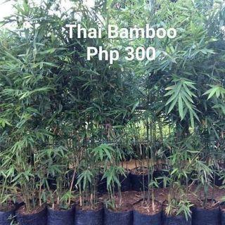BAMBOO PLANTS FOR SALE
