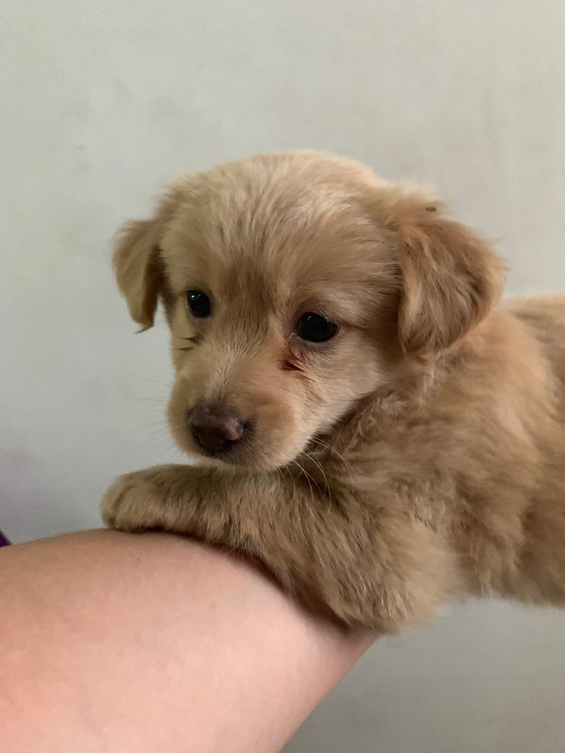 Anjing shih shop tzu mix pom