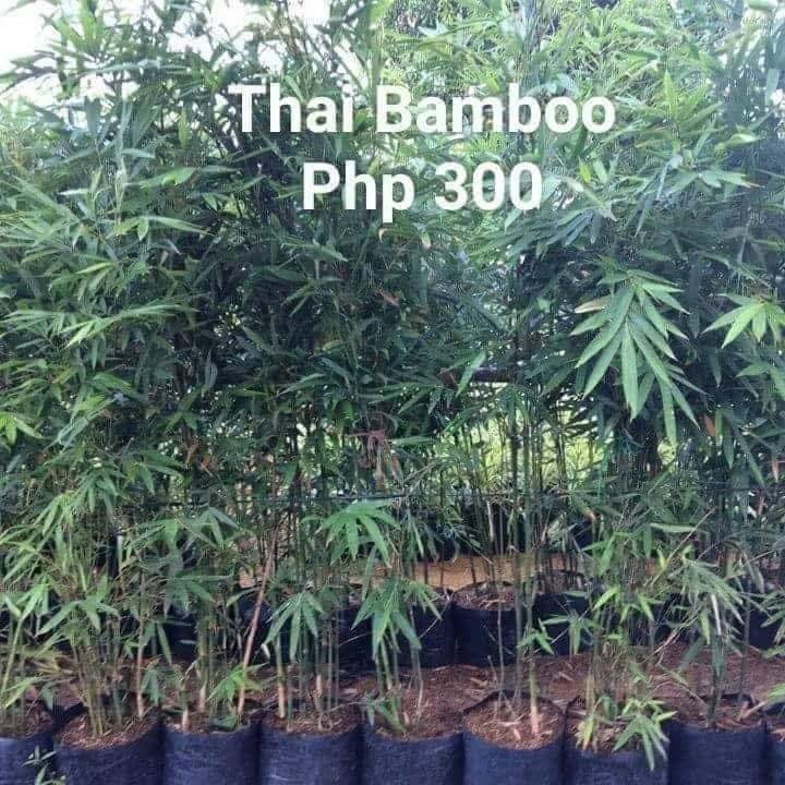 Bamboo Plants For Sale Gardening Flowers Plants On Carousell