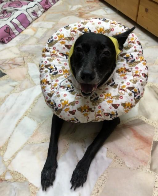 BN comfortable japanese print cushion pet ecollar cone for dogs cats