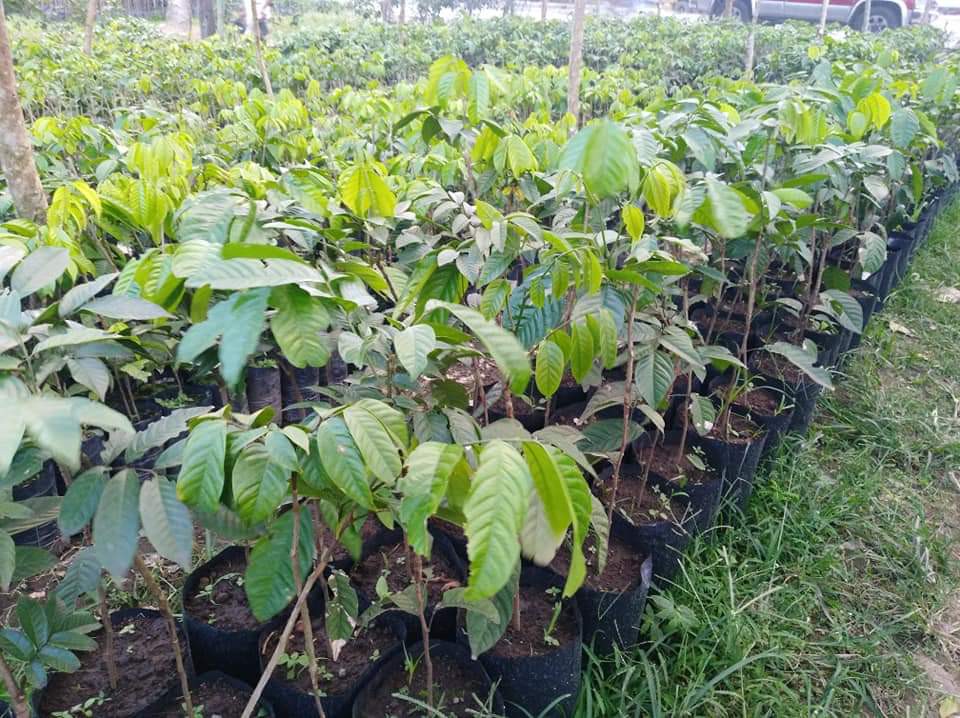 lanzones longkong grafted planting materials for sale, Furniture & Home