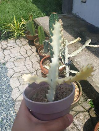 White Ghost Cactus RARE