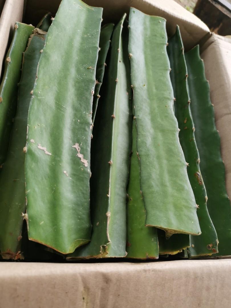 Dragon Fruit Cuttings For Sale Gardening Flowers Plants On Carousell