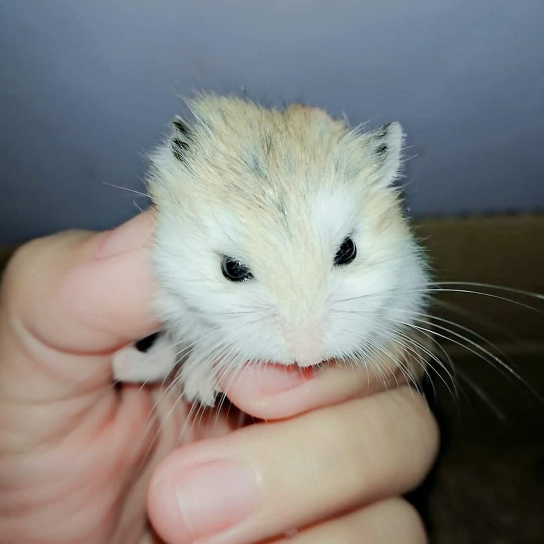 For sale Roborovski hamster Pet Supplies Homes Other Pet