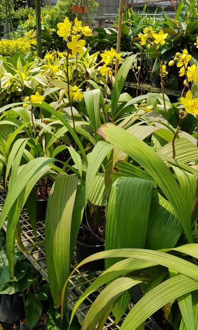 Plant - Spathoglottis Plicata Yellow / Philippine Ground ...