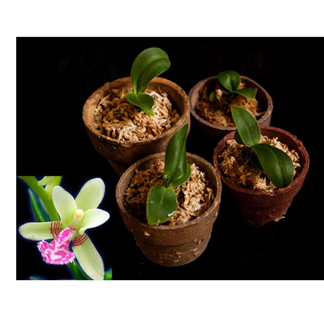 Phalaenopsis Sedirea Japonica Daruma Miniature Orchid Seedling Gardening Plants On Carousell